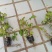 爬山虎承接绿化工程