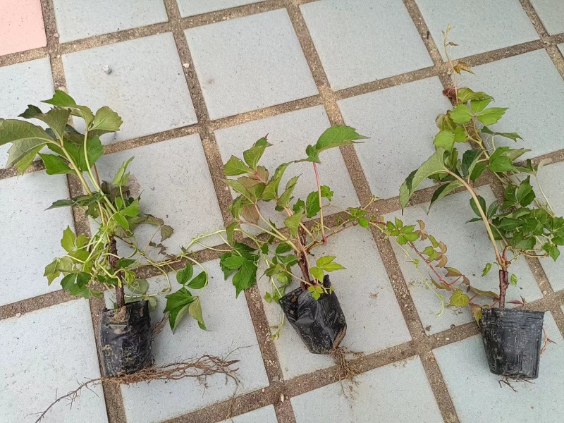 爬山虎承接绿化工程