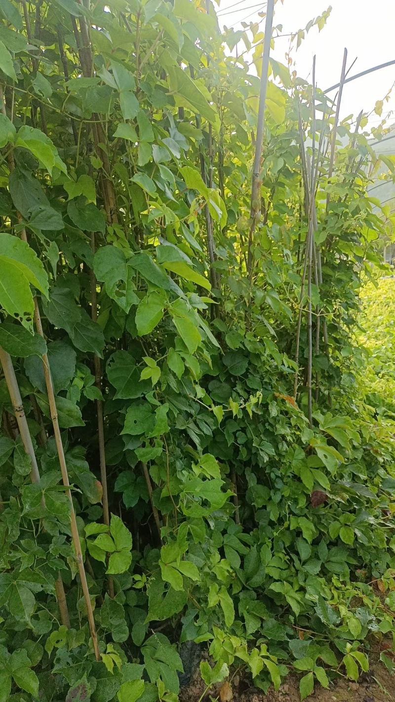 爬山虎承接绿化工程