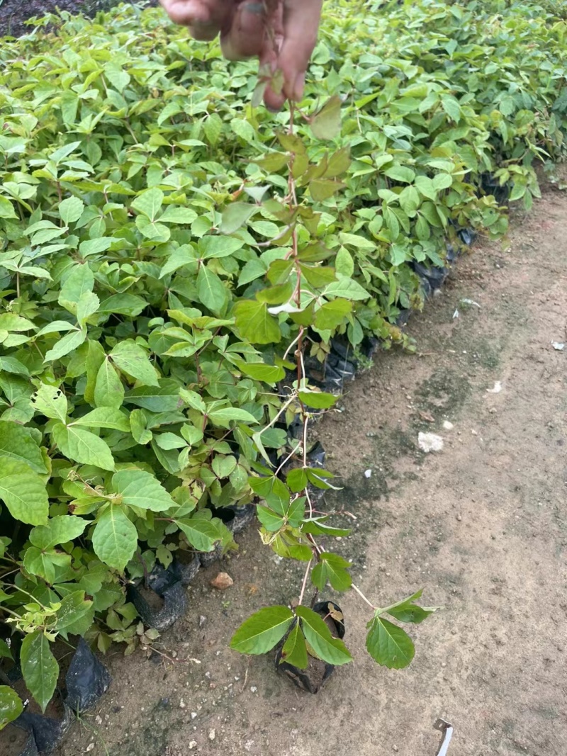 爬山虎承接绿化工程