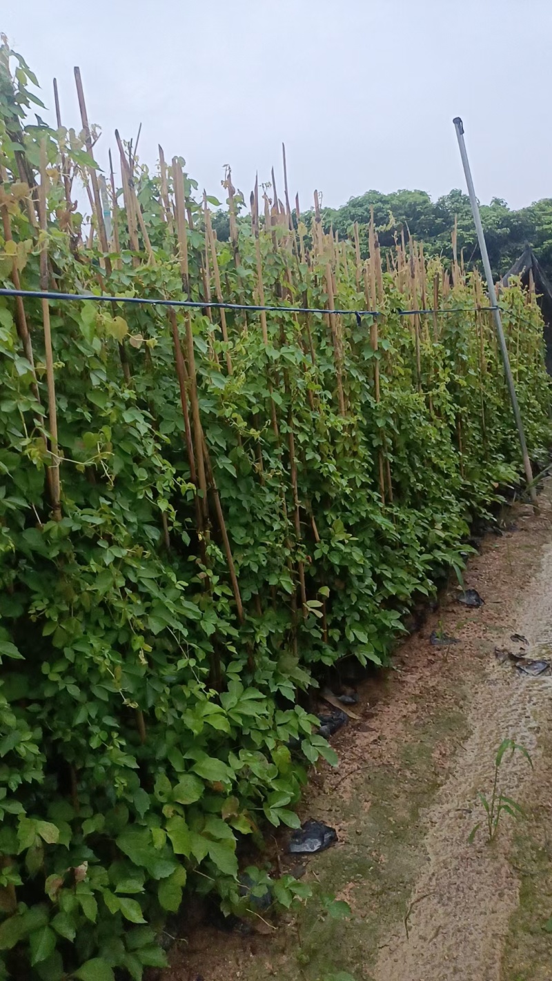 爬山虎承接绿化工程