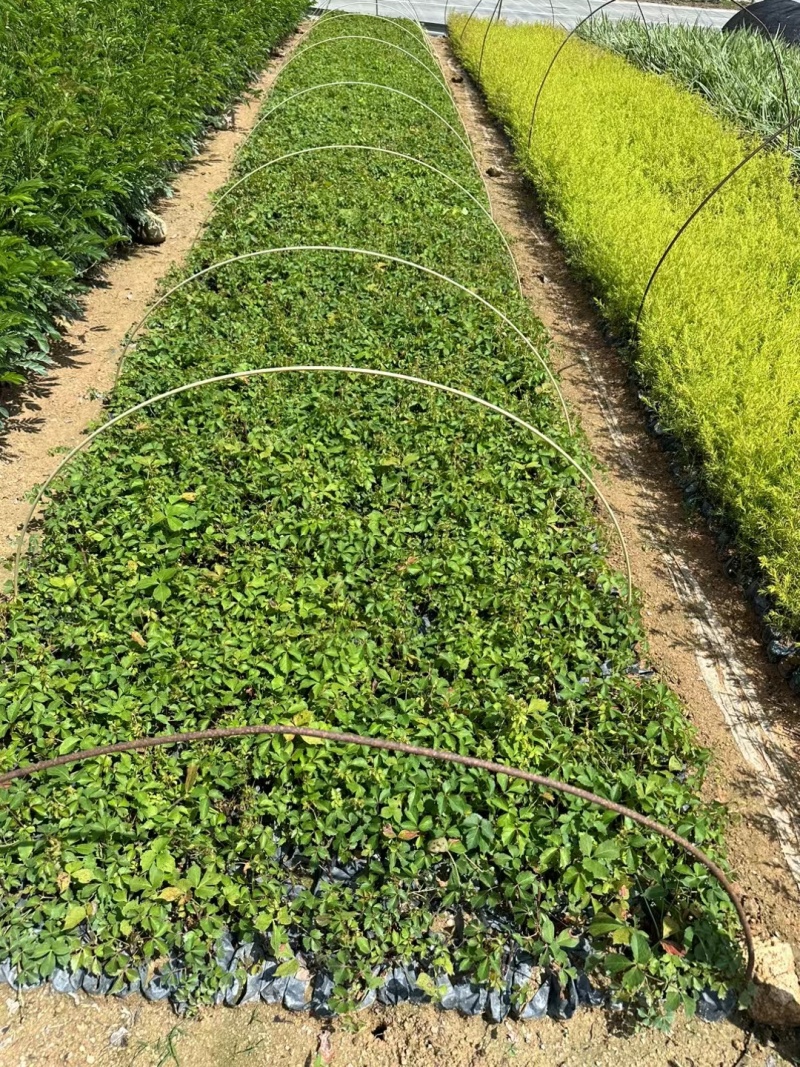 爬山虎承接绿化工程
