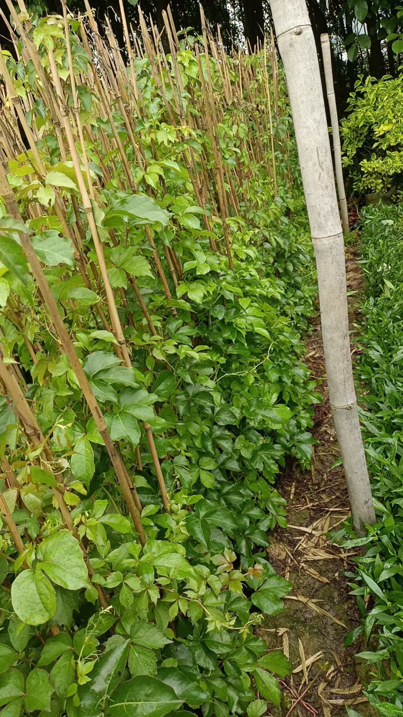 爬山虎承接绿化工程