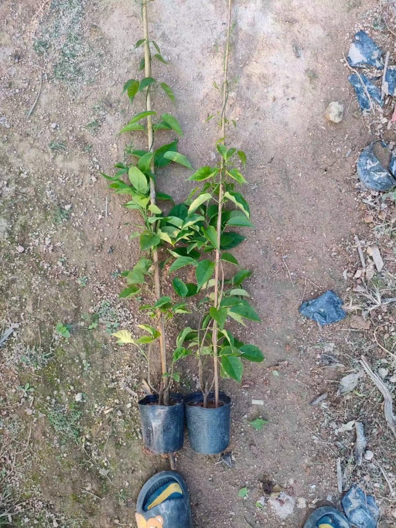 爬山虎承接绿化工程