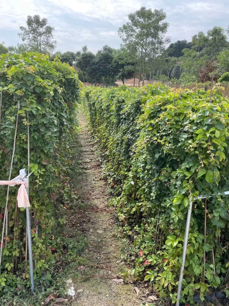 爬山虎承接绿化工程