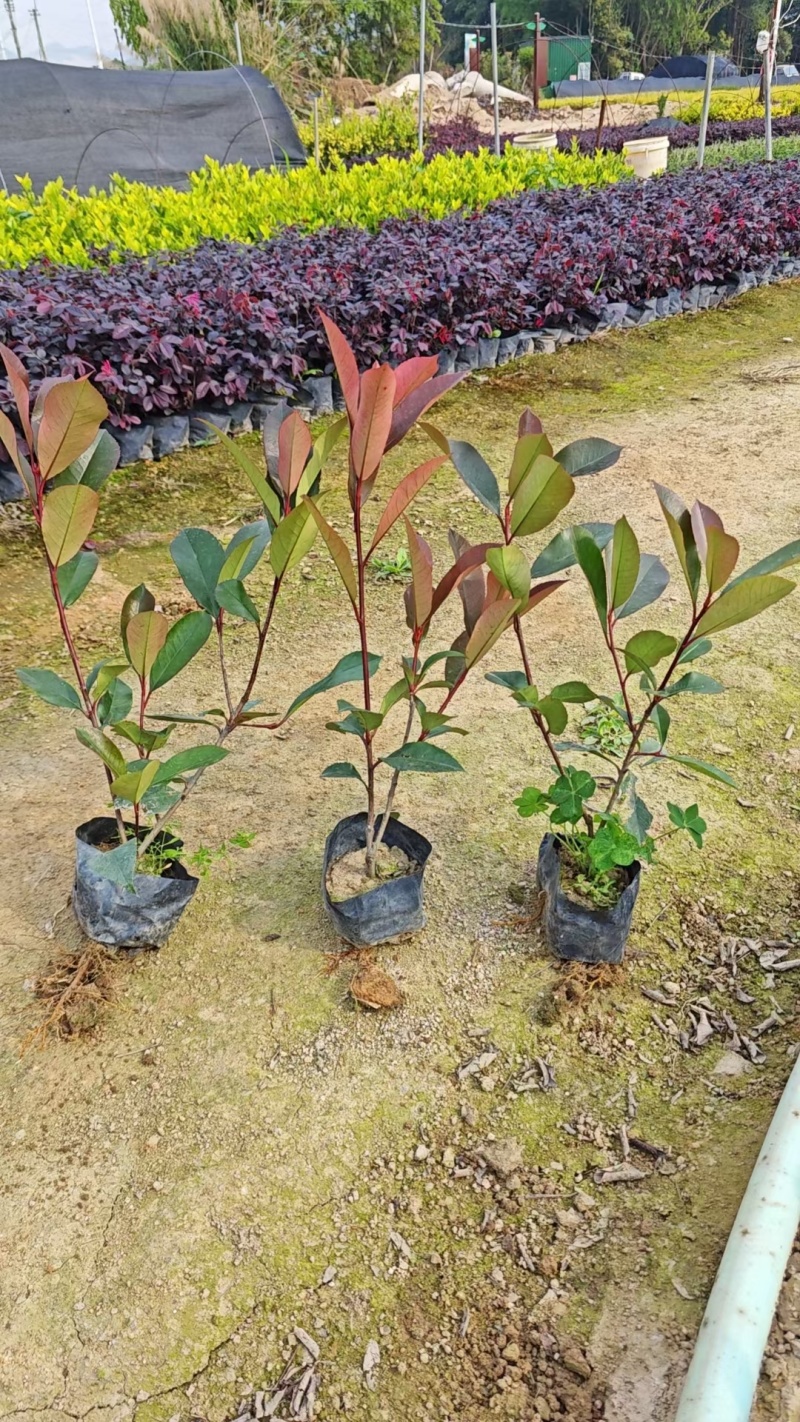 红叶石楠