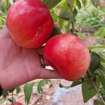 河北油蟠桃大量上市产地一手货源，口感脆甜，耐运输。