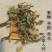 野生蒲公英婆婆丁整颗带根