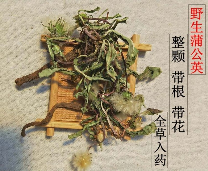 野生蒲公英婆婆丁整颗带根