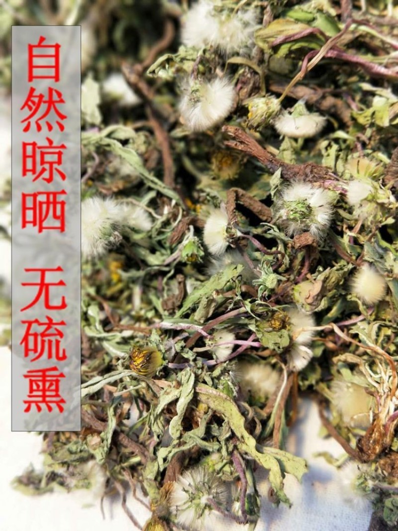 野生蒲公英婆婆丁整颗带根