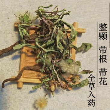野生蒲公英婆婆丁整颗带根