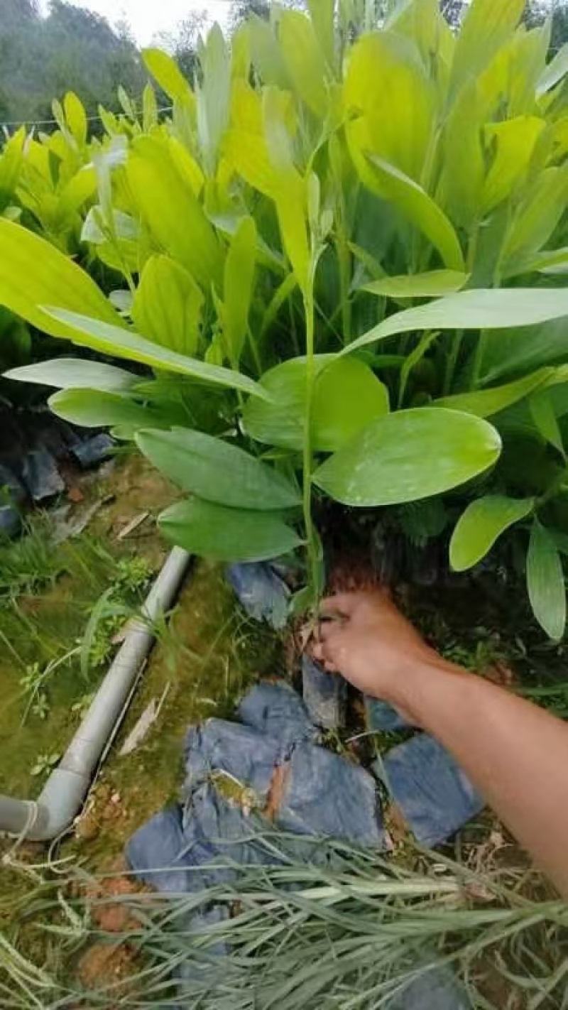 大叶相思