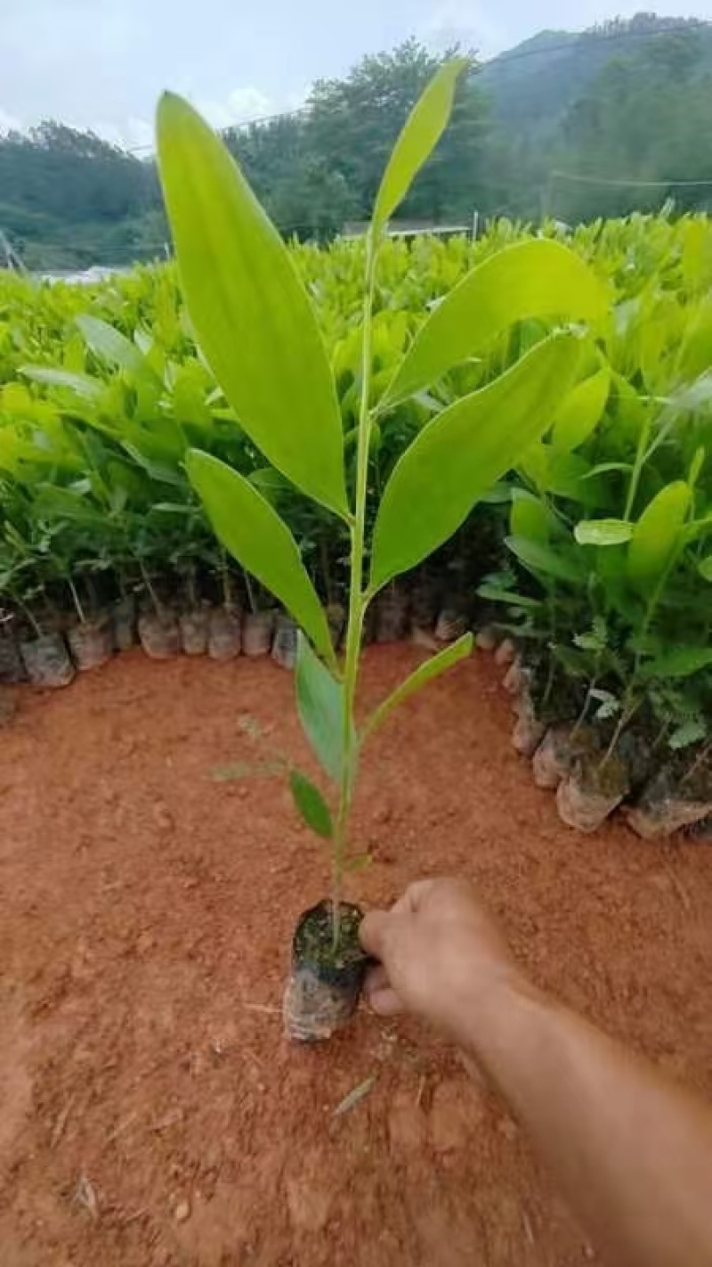 大叶相思