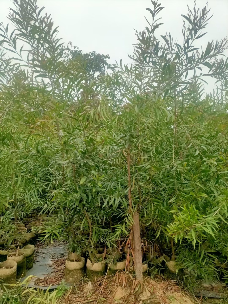 大叶相思
