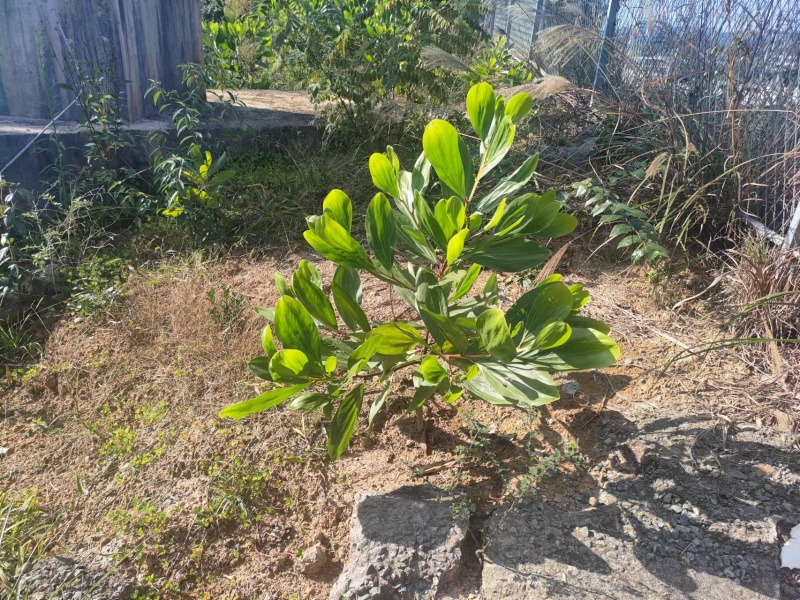 大叶相思