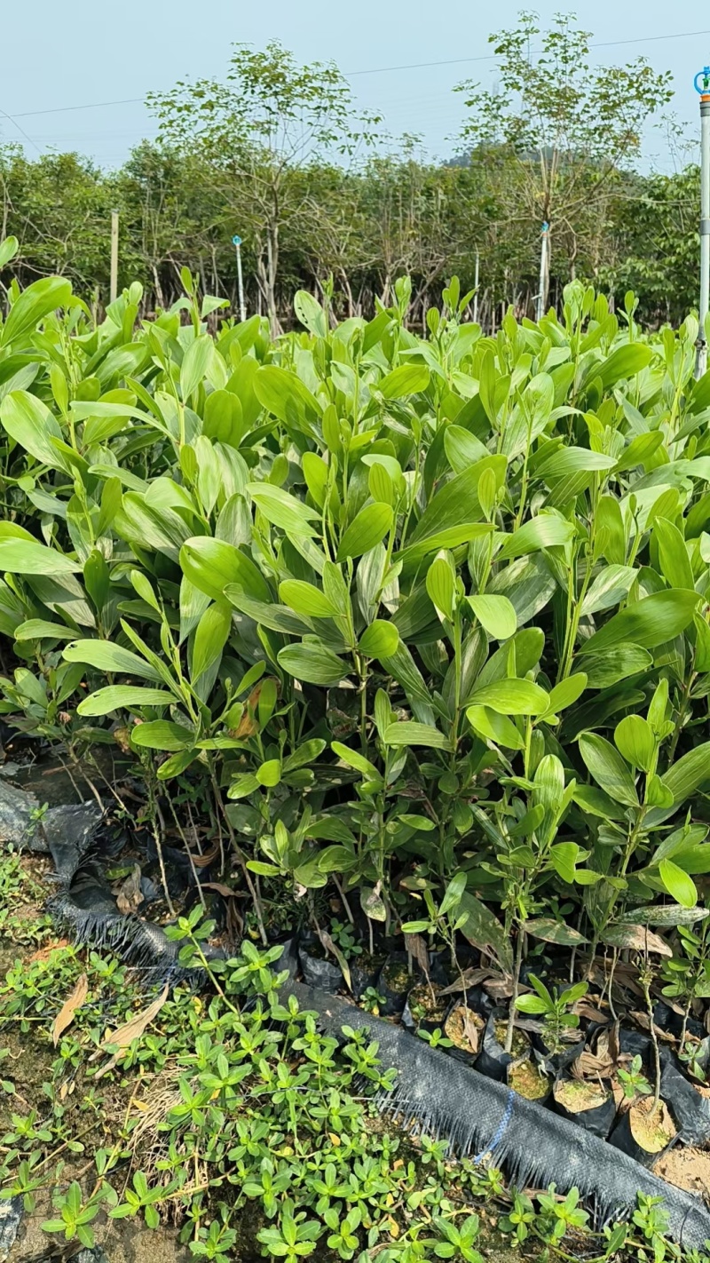 大叶相思