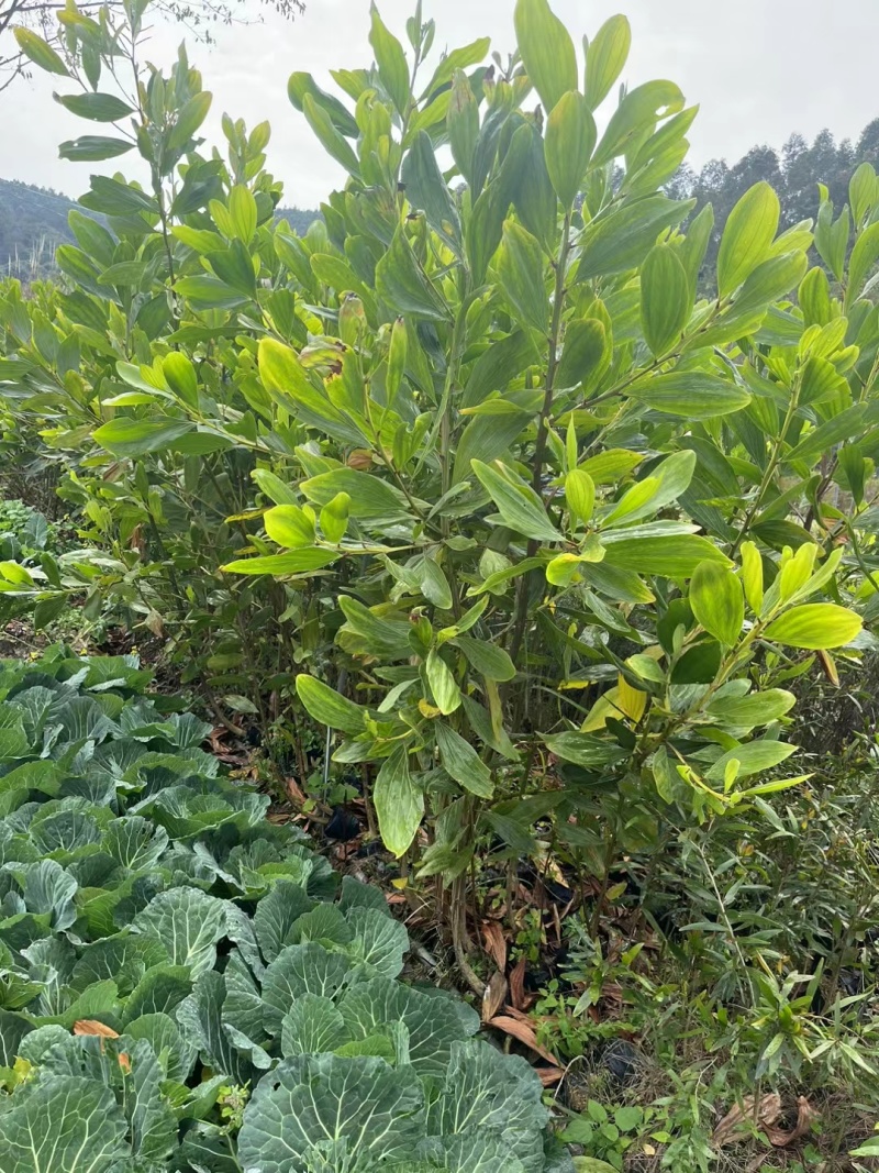 大叶相思