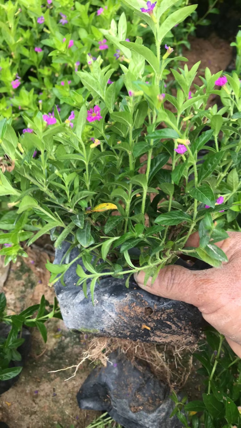 精品满天星，雪茄花，细叶萼距花