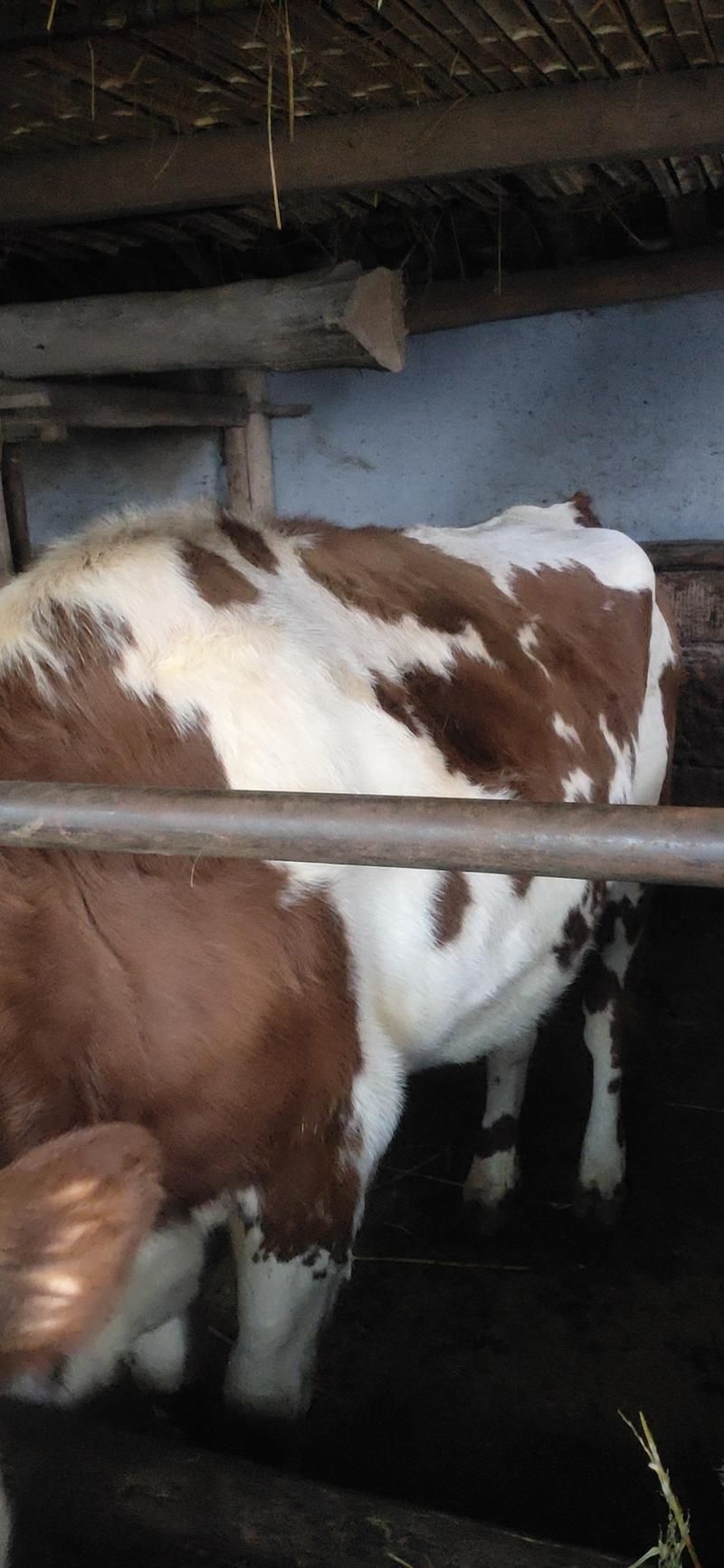 农村自家养的牛，西门塔尔牛