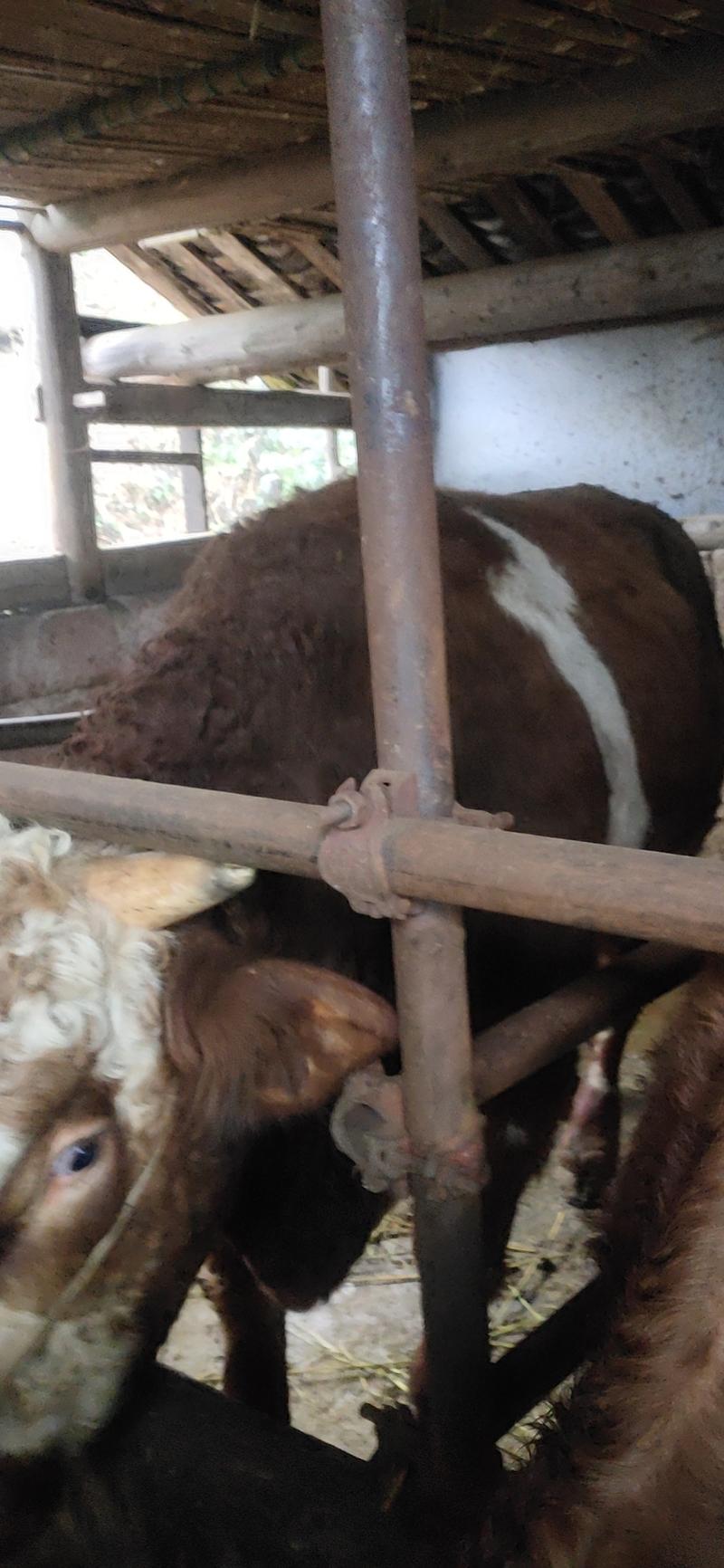 农村自家养的牛，西门塔尔牛