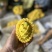 燕窝果种植海南三亚天涯区一手货源欢迎批发市场社区团购合作