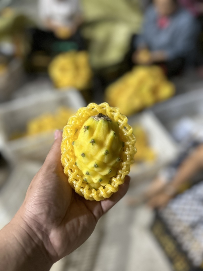 燕窝果种植海南三亚天涯区一手货源欢迎批发市场社区团购合作