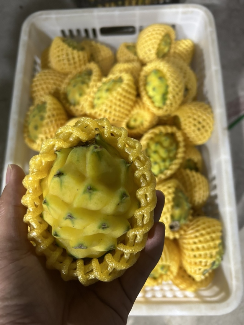 燕窝果种植海南三亚天涯区一手货源欢迎批发市场社区团购合作