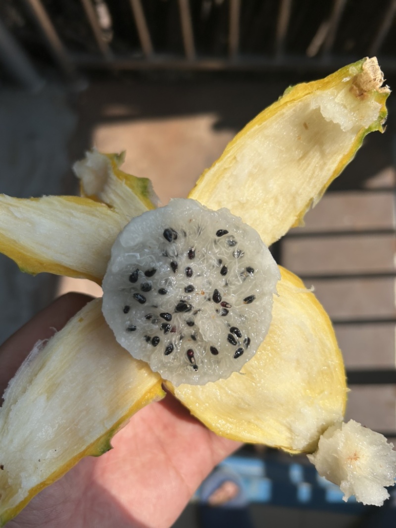 燕窝果种植海南三亚天涯区一手货源欢迎批发市场社区团购合作