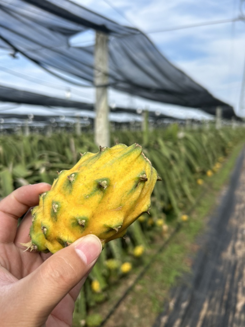 燕窝果种植海南三亚天涯区一手货源欢迎批发市场社区团购合作