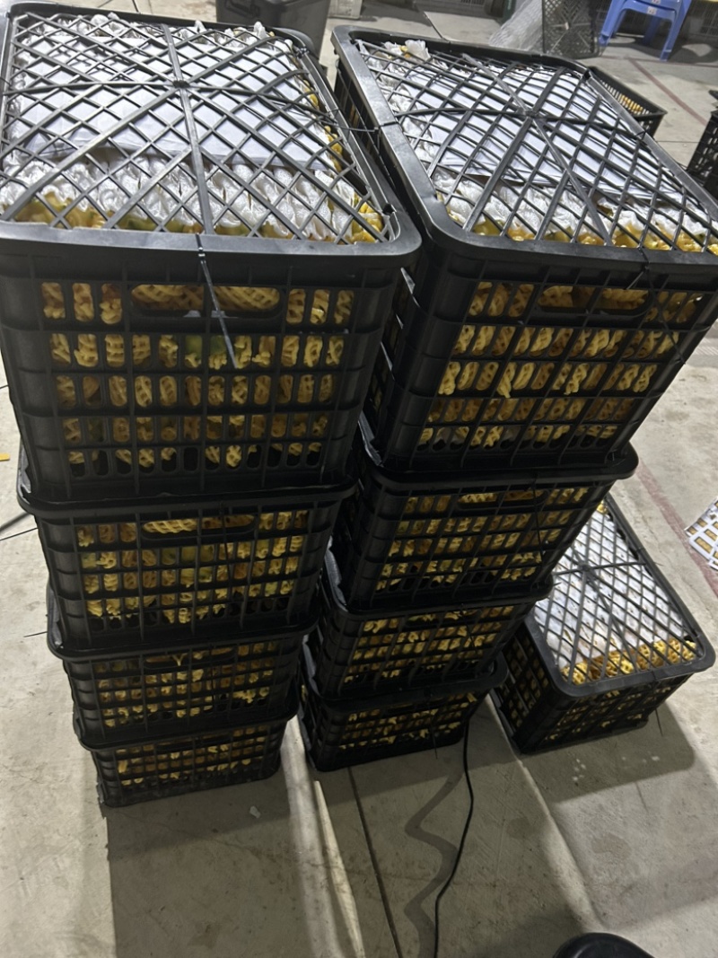 燕窝果种植海南三亚天涯区一手货源欢迎批发市场社区团购合作