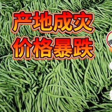 绿扁豆，绿龙芸豆巳经大量上市