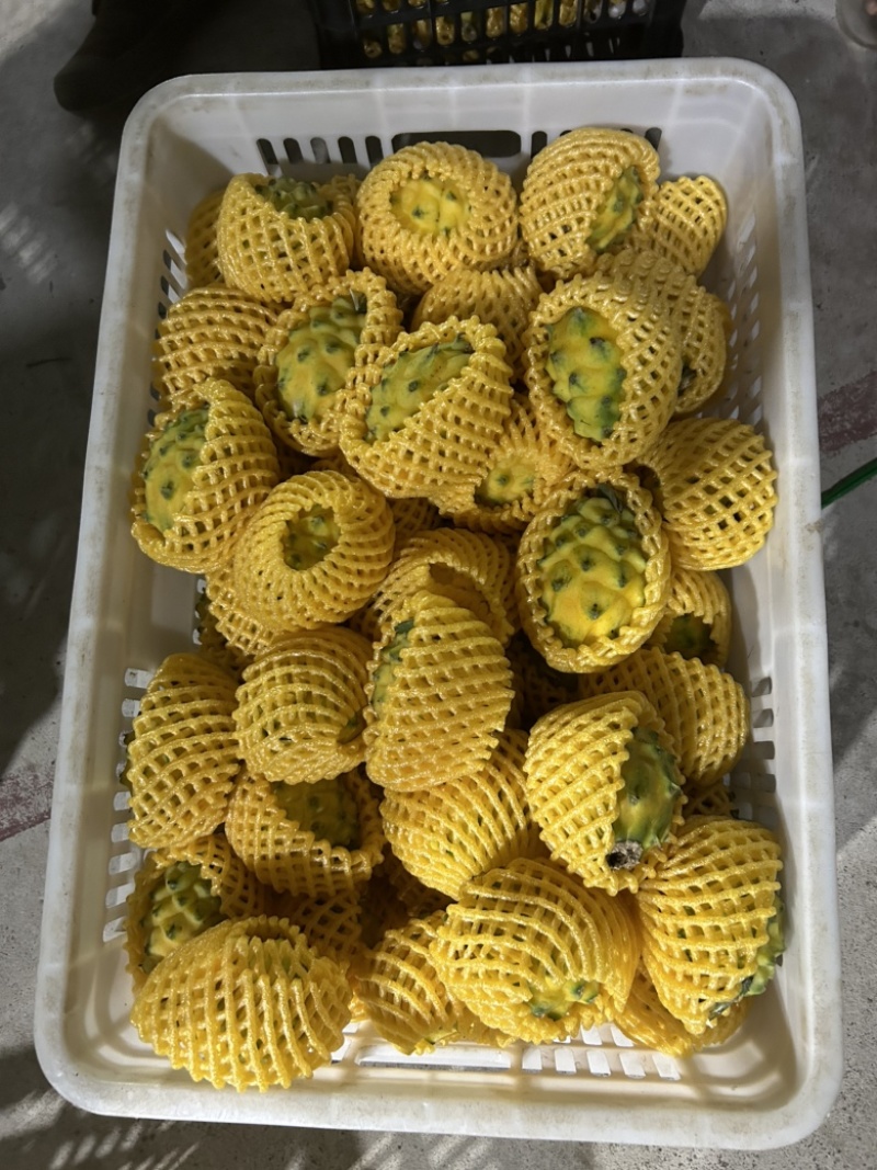 燕窝果种植海南三亚天涯区一手货源欢迎批发市场社区团购合作