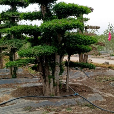 对接白蜡