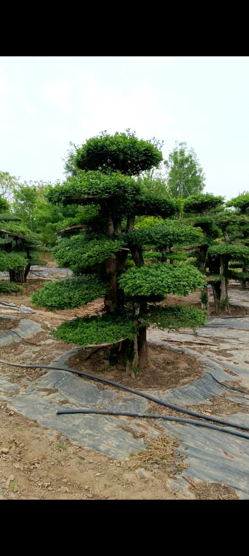对接白蜡