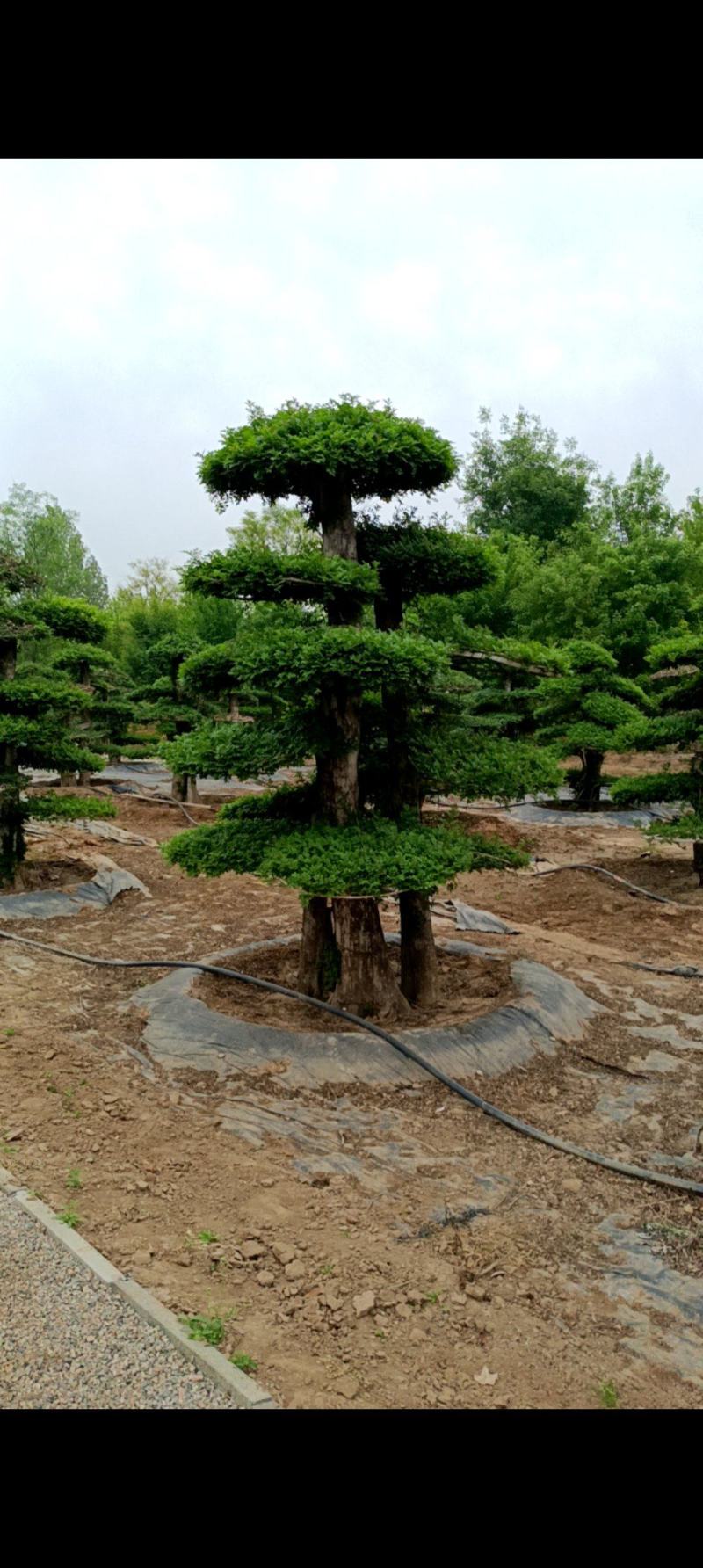 对接白蜡