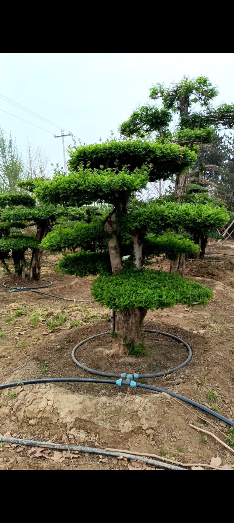 对接白蜡