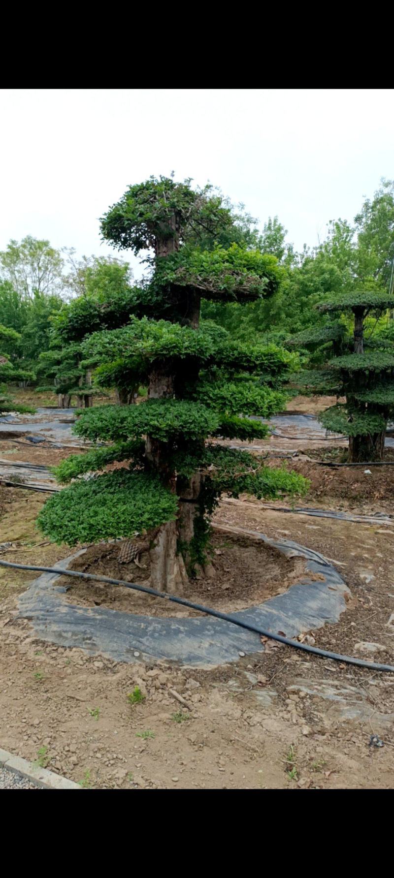 对接白蜡
