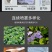 寿光牧乐可调连续注射器大棚蔬菜通用授粉器点花不锈钢款耐用