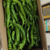 新苗螺丝椒薄皮一手货源代发全国各大市场电商餐饮