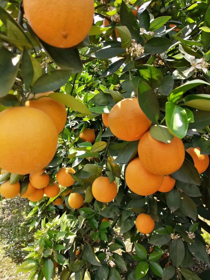 富硒夏橙