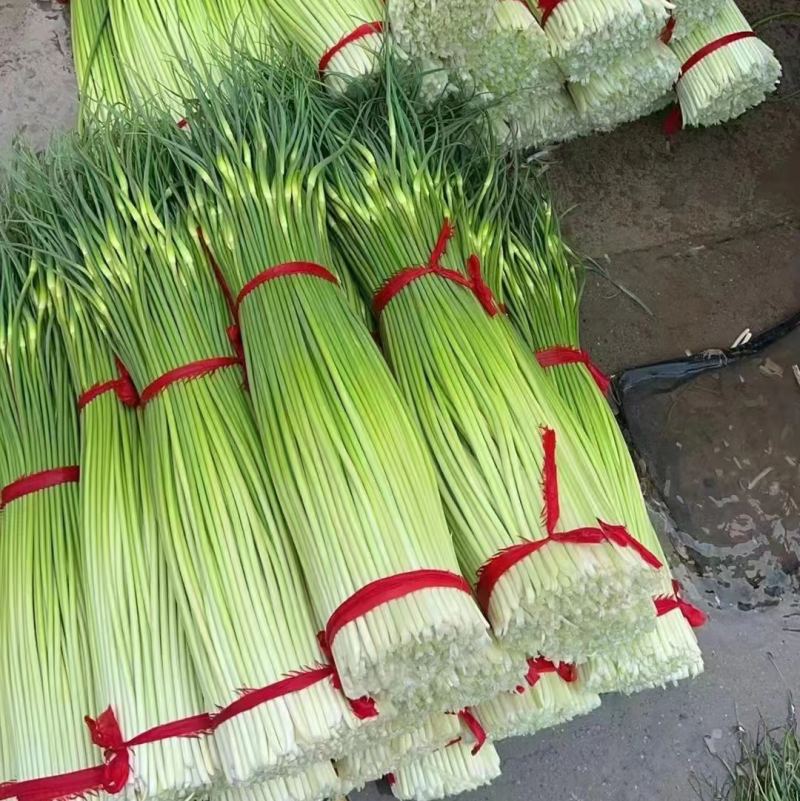 丰县精品白帽蒜苔，价格低品质好，产地一手货源
