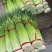 丰县精品白帽蒜苔，价格低品质好，产地一手货源
