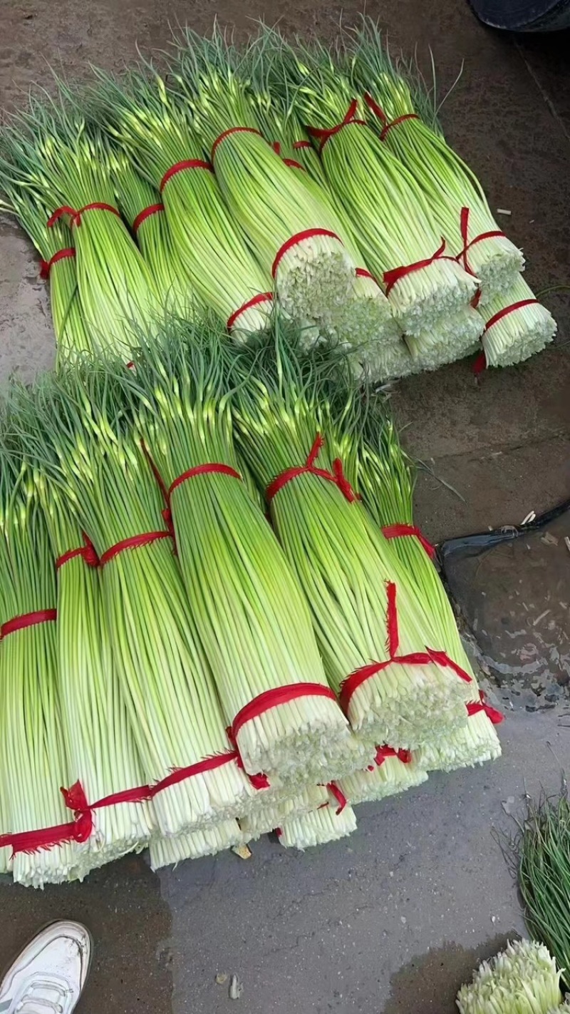 丰县精品白帽蒜苔，价格低品质好，产地一手货源