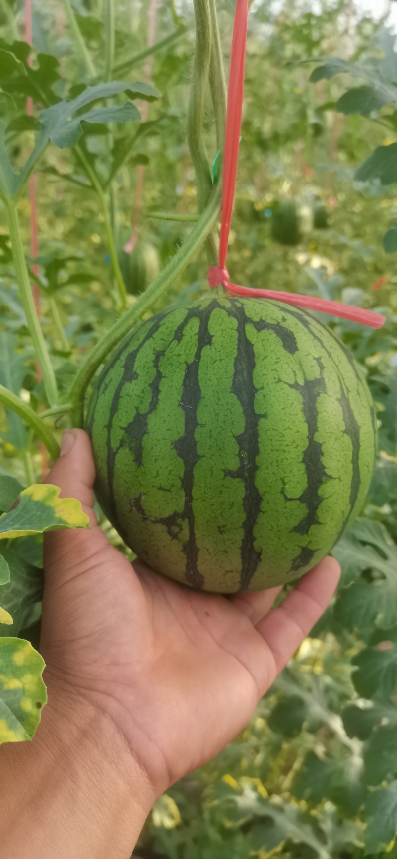 珍珠红礼品西瓜上市，熟度好，糖分高，脆甜可口，馈赠佳品！