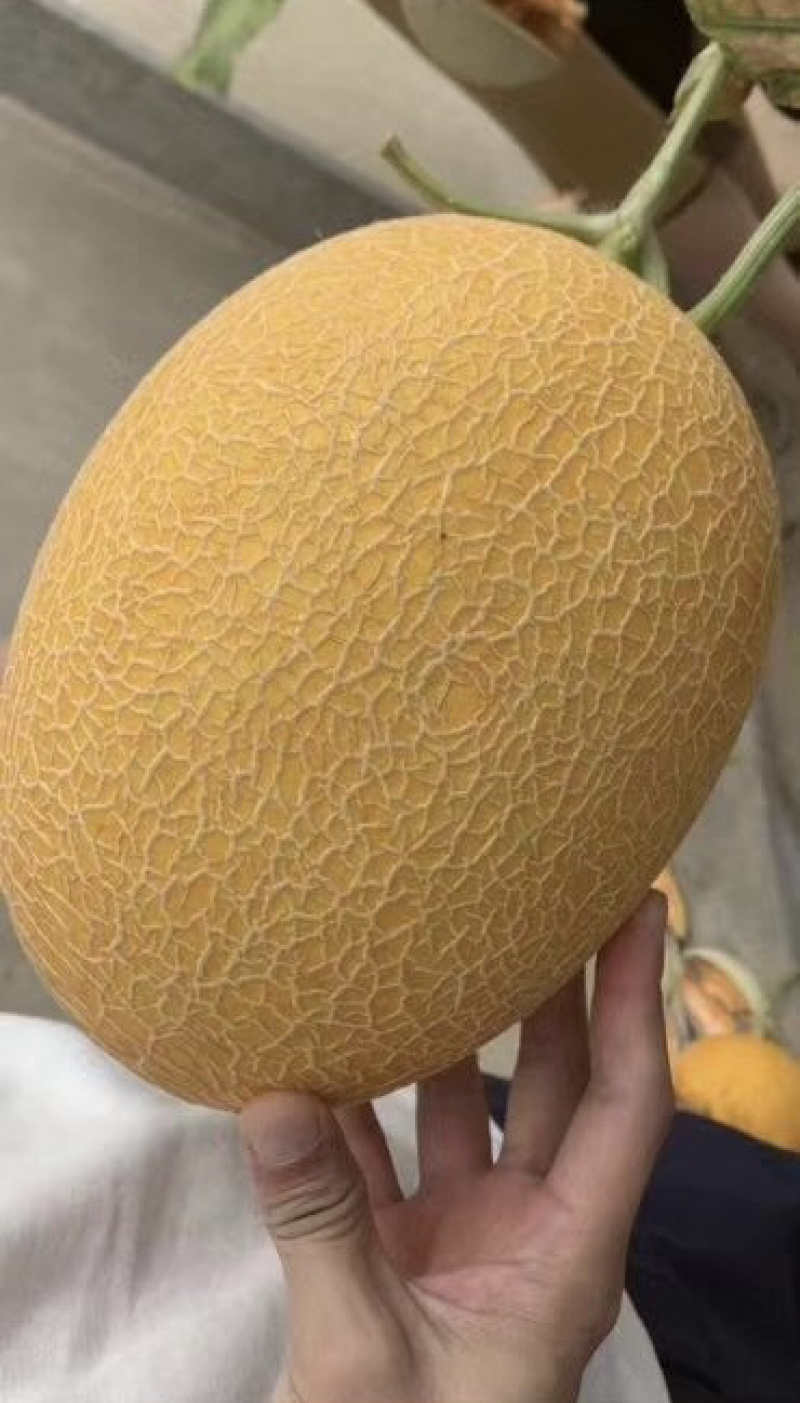 凤金六号哈密瓜品质保证诚信合作欢迎来电咨询