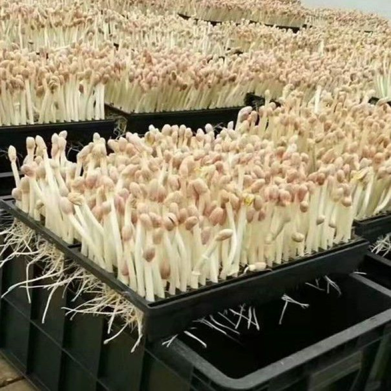 花生芽产地直发，一手货源，品质保障