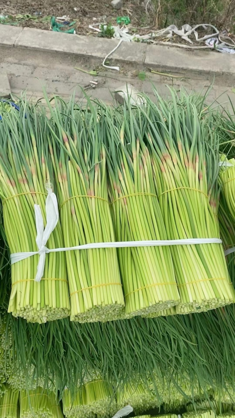 2025年农家种植新蒜苔/江苏红帽蒜薹/火热上市中，产地