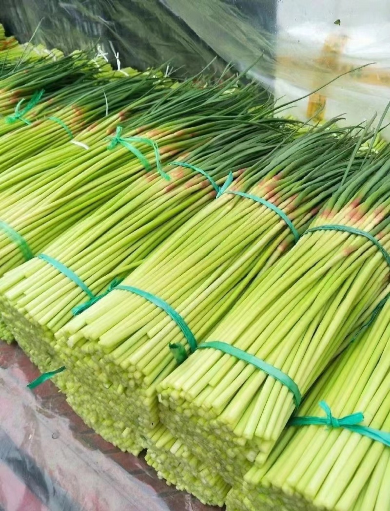 2025年农家种植新蒜苔/江苏红帽蒜薹/火热上市中，产地