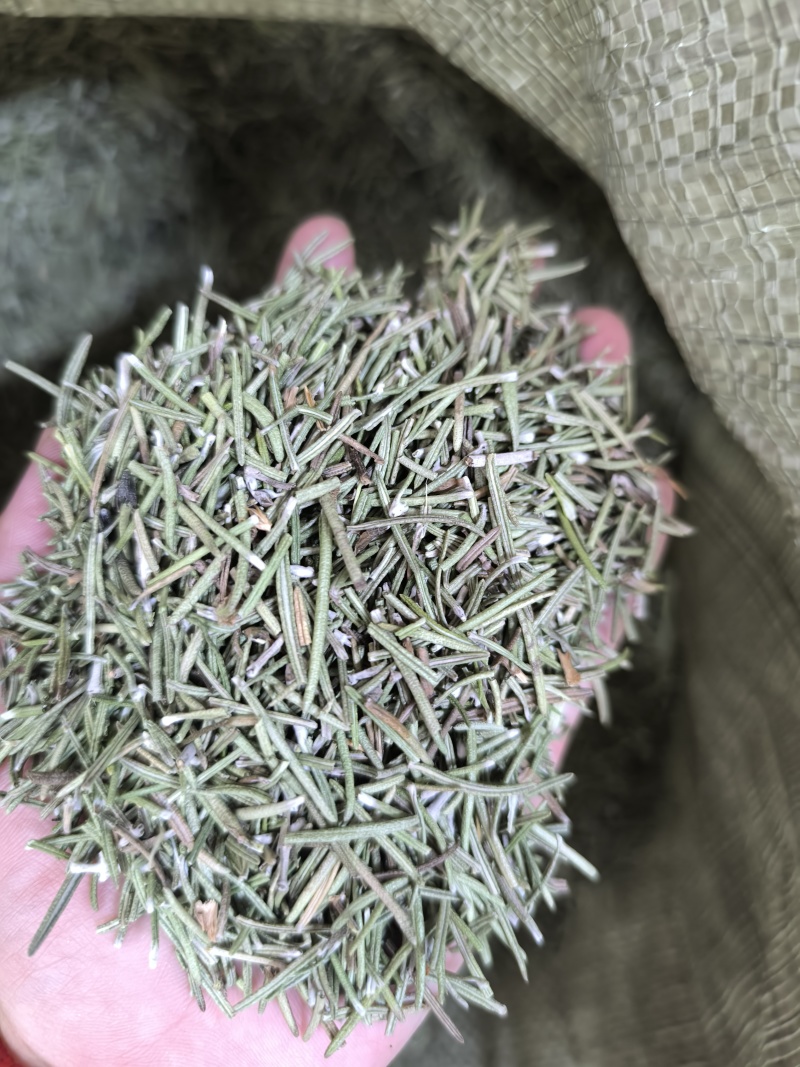 中药材迷迭香迷迭香茶新货无硫迷失香养现货批发