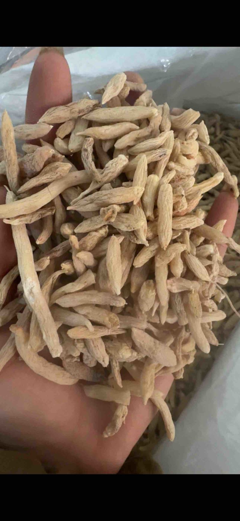 麦冬